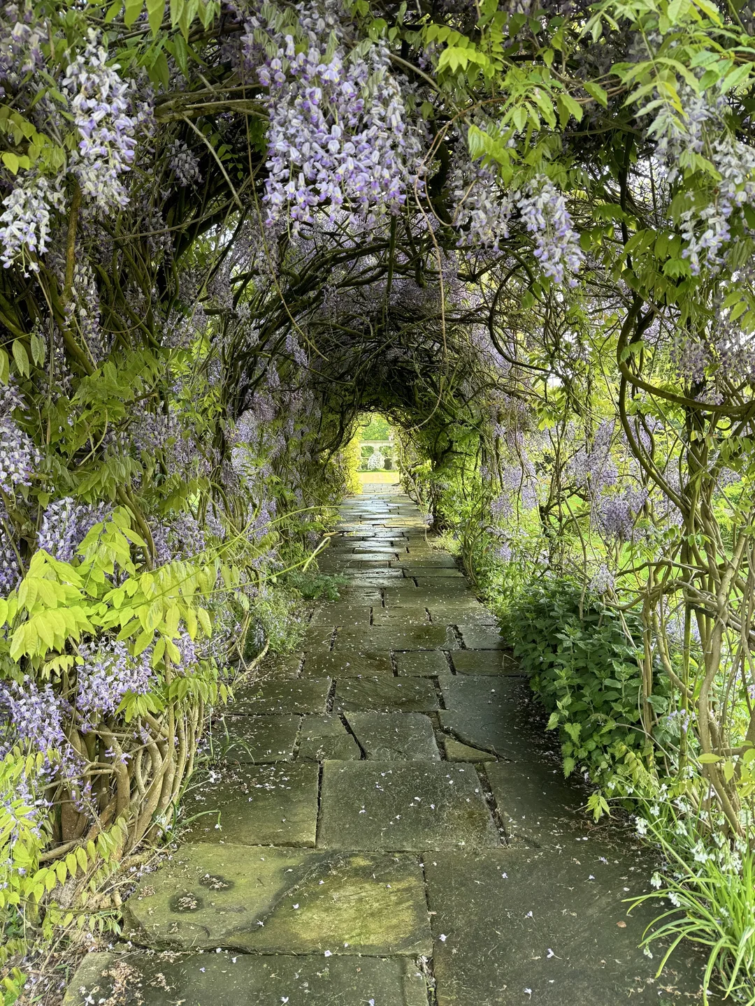 Wisteria tunnel in flower over a flagstone garden path