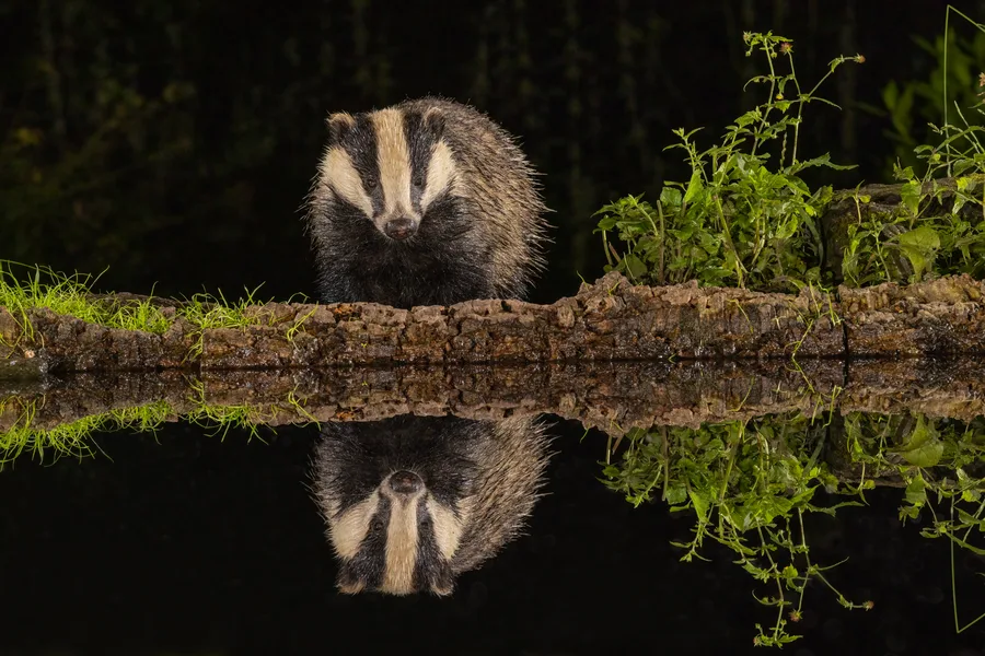 Badger, illustrative photograph