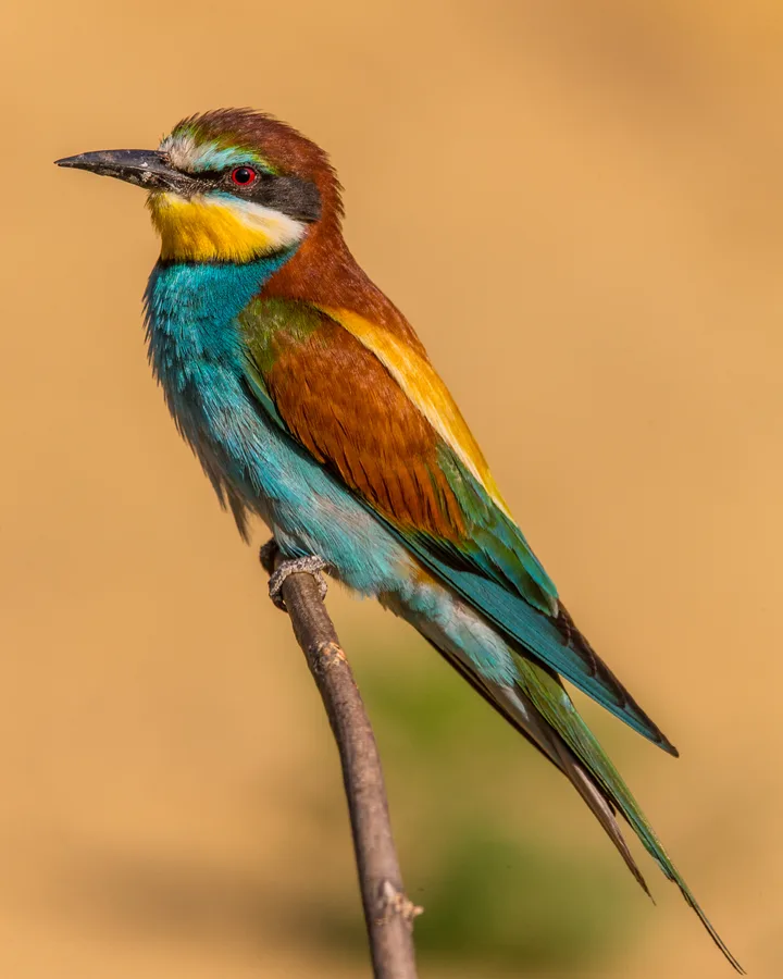 Bee-eater