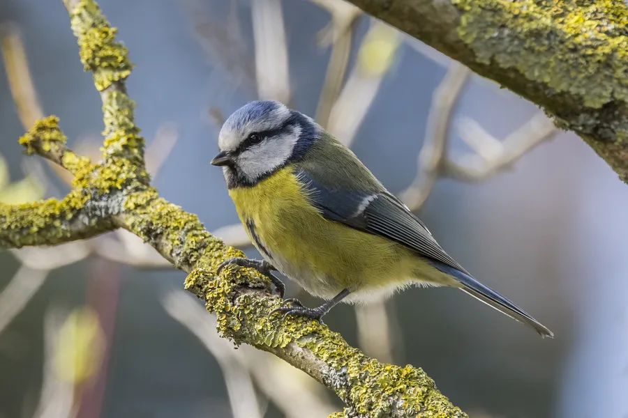 Blue Tit
