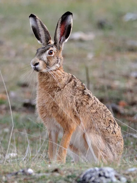 Brown Hare, illustrative photograph