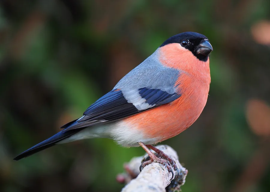 Bullfinch