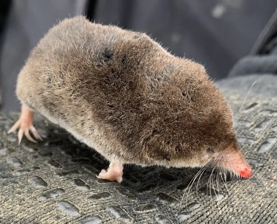 Common Shrew, illustrative photograph