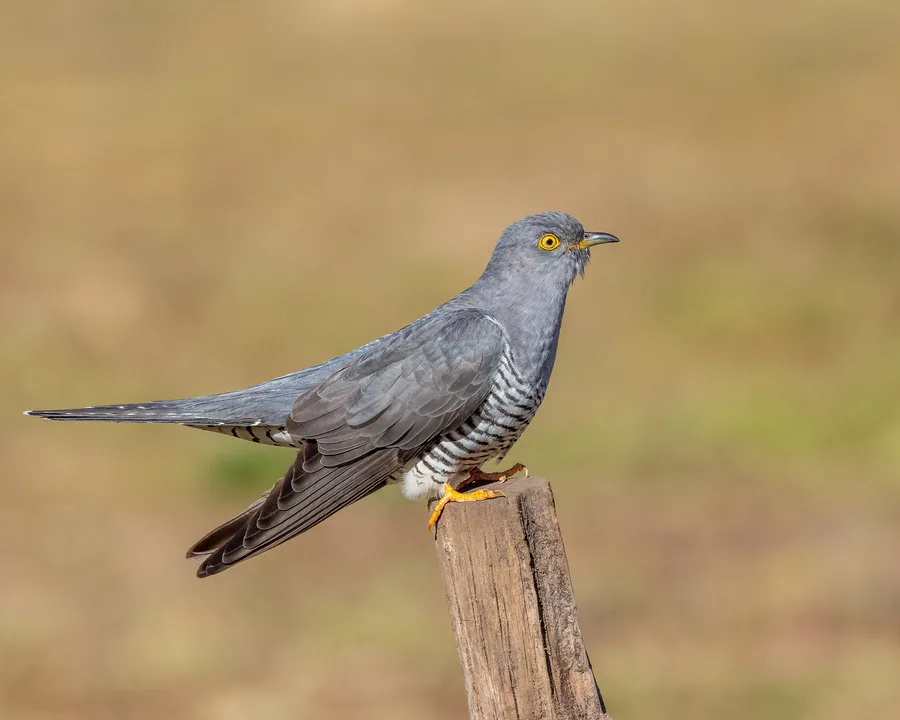 Cuckoo