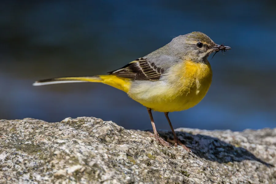 Grey Wagtail