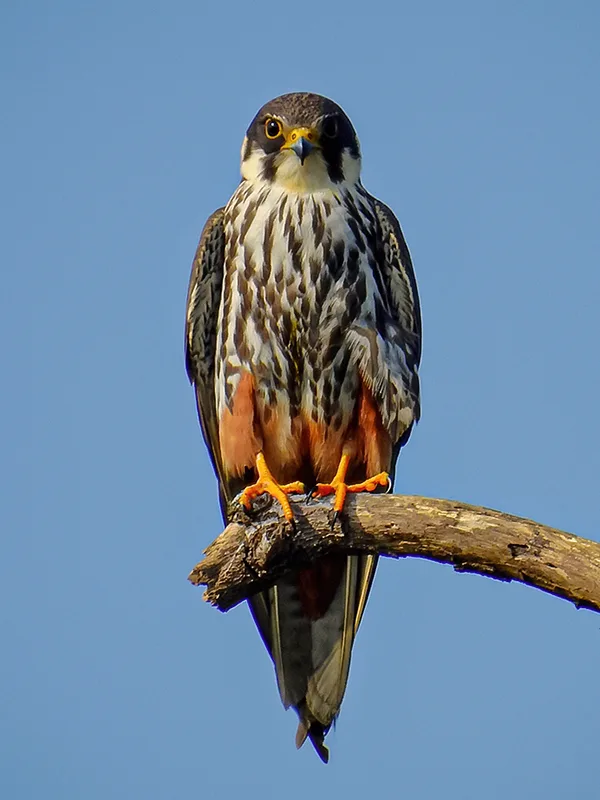 Hobby