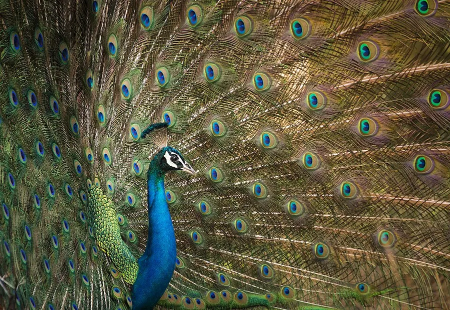 Indian Peafowl