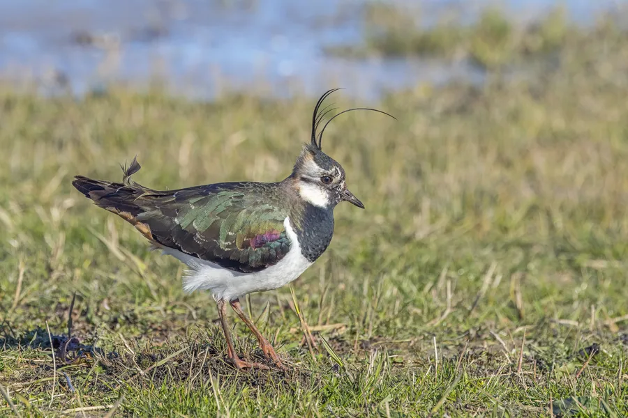 Lapwing