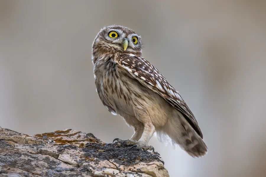 Little Owl