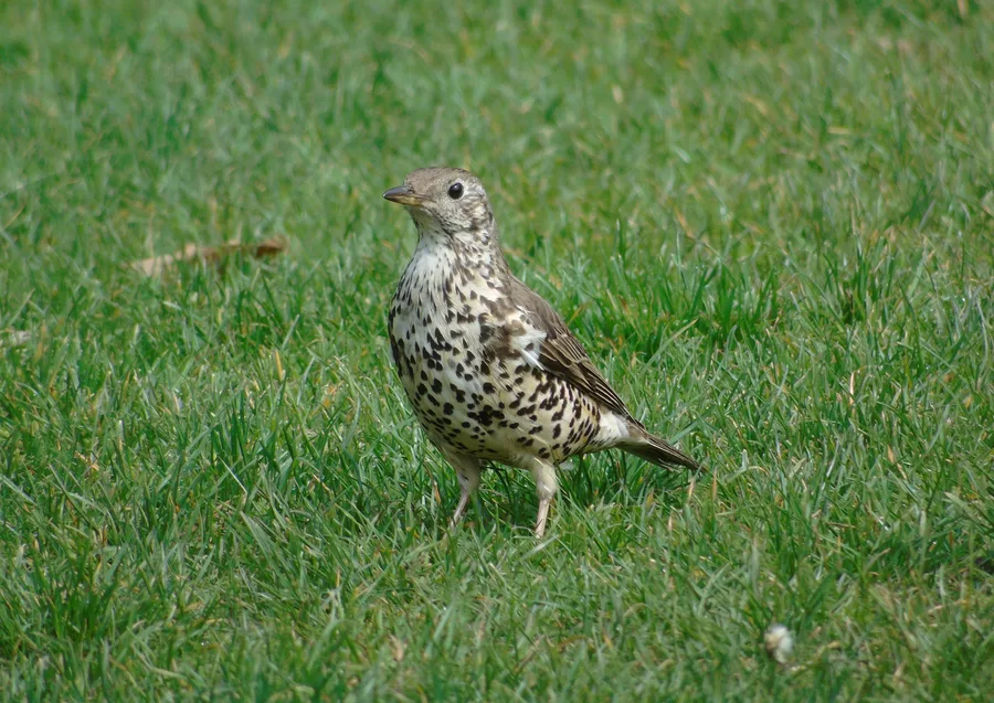 Mistle Thrush