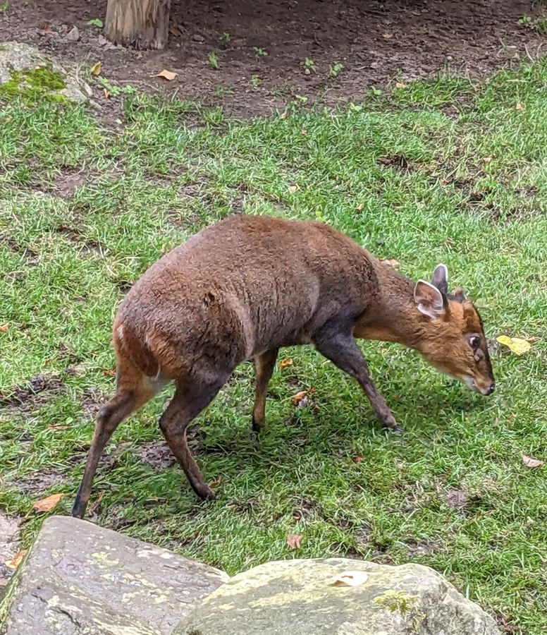 Muntjac Deer, illustrative photograph
