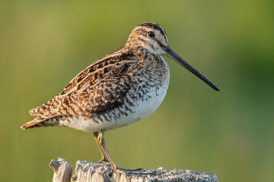 Snipe