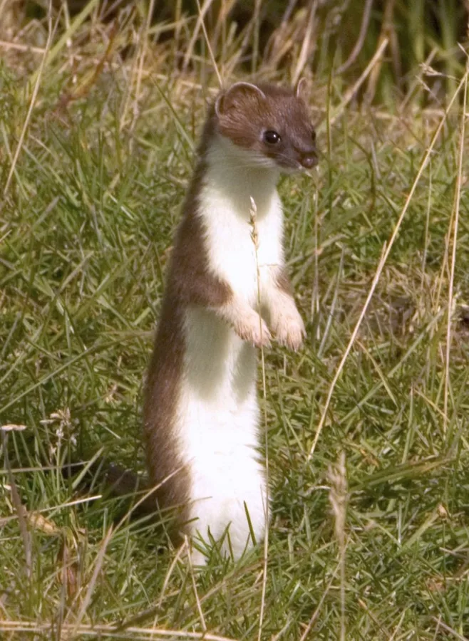 Stoat, illustrative photograph