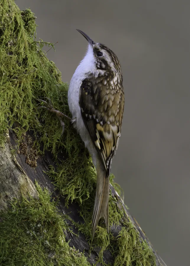 Treecreeper