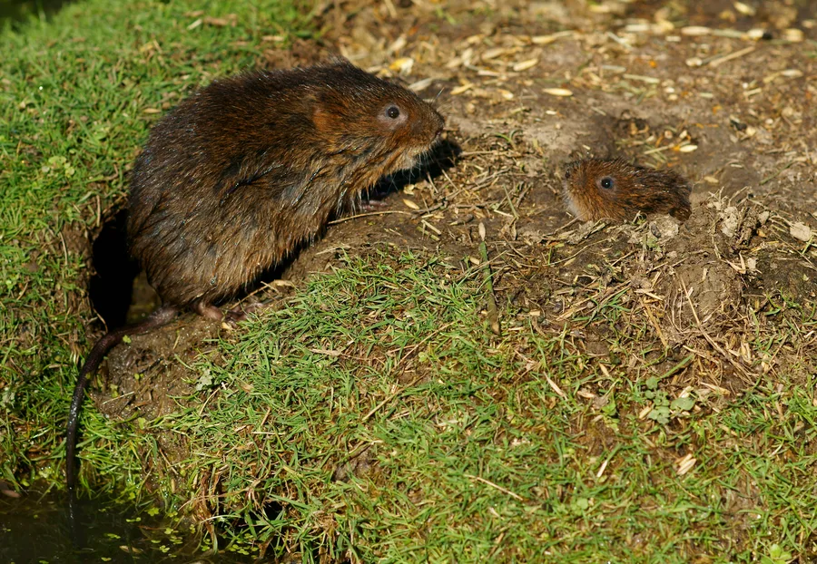 Water Vole, illustrative photograph