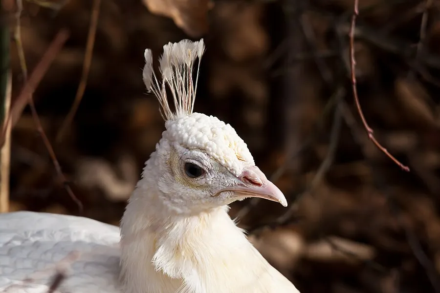 White peahen