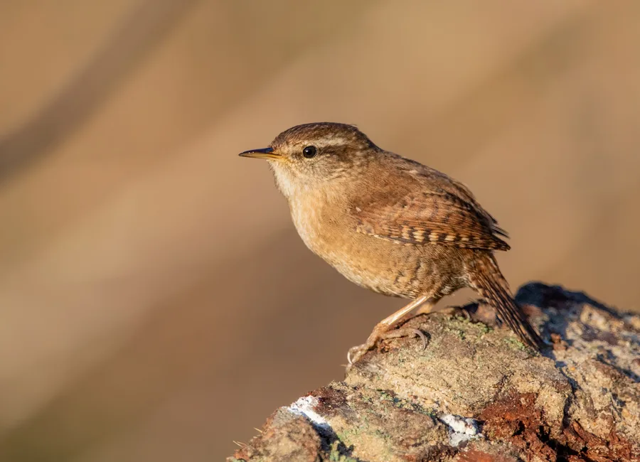 Wren